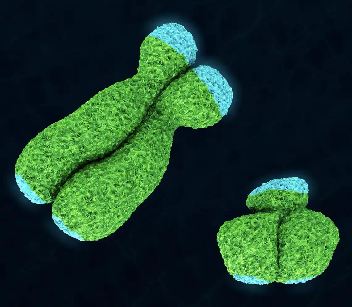 Un Passo Avanti nella Genetica Umana: Decifrato interamente il Cromosoma Y Maschile
