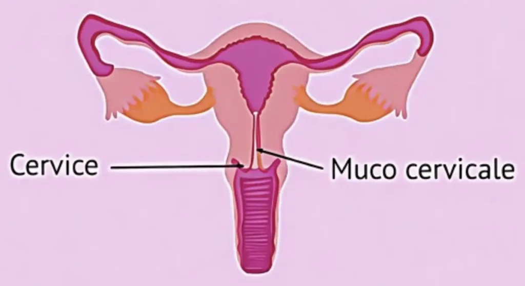 Cervice, utero e muco cervicale