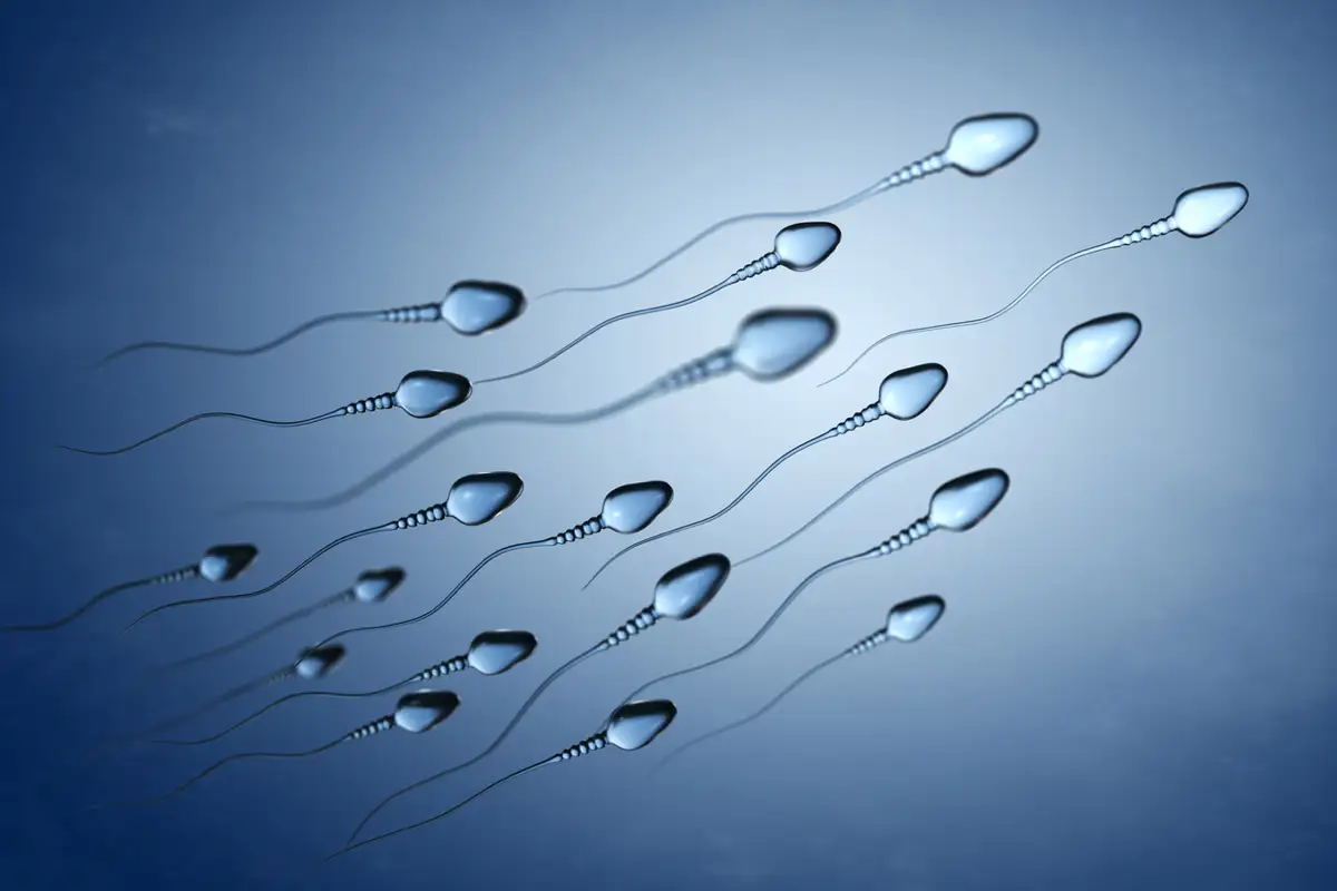 Aumentare il numero di spermatozoi e migliorare la fertilità maschile