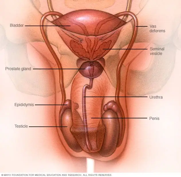 Basso numero di spermatozoi