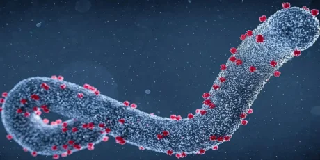 La febbre emorragica di Marburg è una patologia grave causata dal virus di Marburg, un agente patogeno appartenente alla famiglia dei Filoviridae, la stessa del virus Ebola