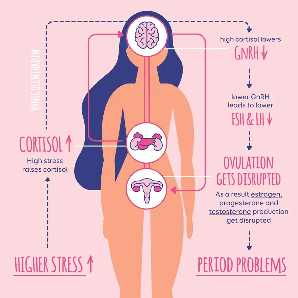 Ciclo dello stress e del cortisolo