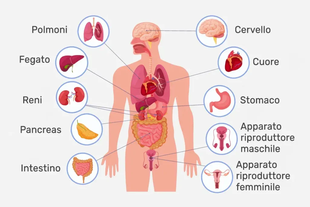 Immagine del corpo umano con gli organi principali