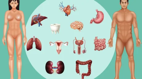 Organi del corpo umano